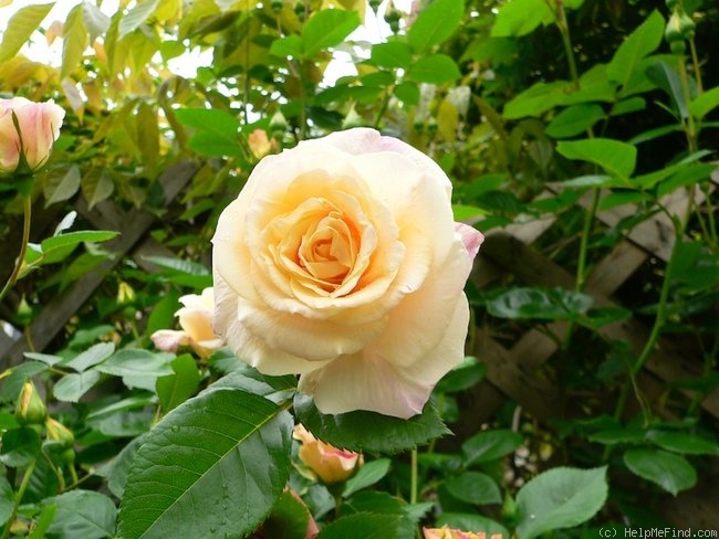 'Prairie Harvest' rose, click to enlarge 'Prairie Harvest' rose photo