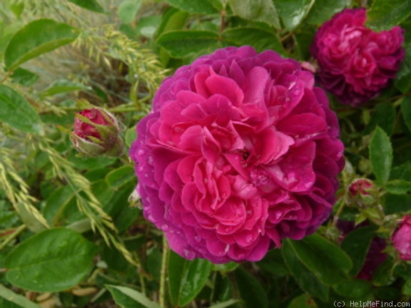 'Ombrée Parfaite' rose photo