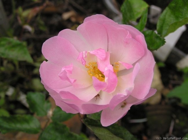 'Evelyn Thornton' rose photo