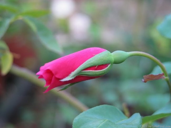 'Lady Ann Kidwell (Polyantha, Krebs, 1948)' rose photo