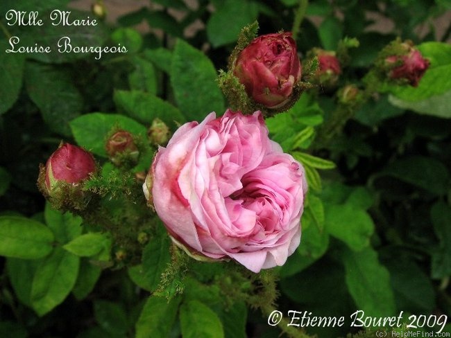 'Mademoiselle Marie Louise Bourgeois' rose photo