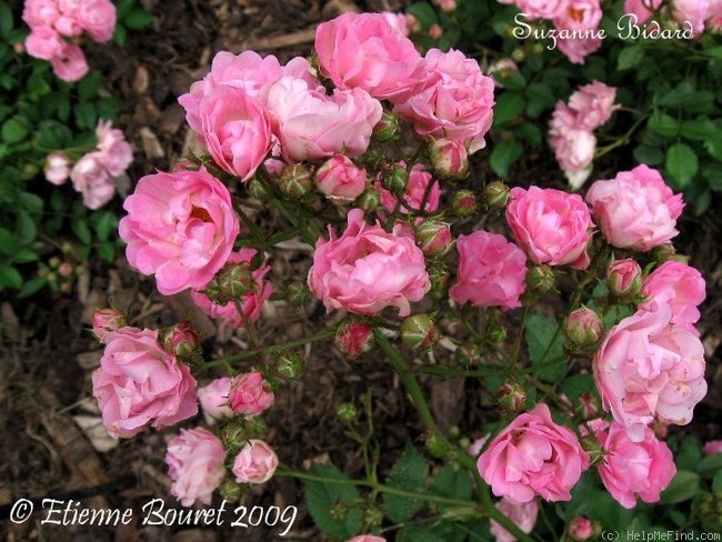 'Suzanne Bidard' rose photo