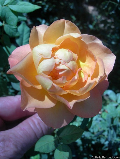 'ABDXCHT' rose photo