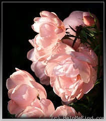 'Simply ®' rose photo