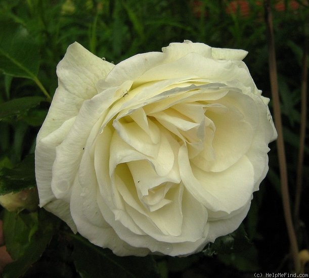 'MEIrebuc' rose photo