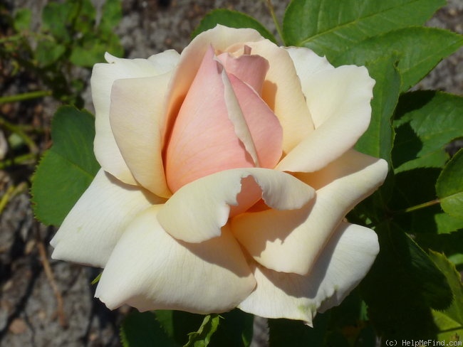 'Triolet' rose photo