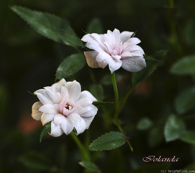 'Si (miniature, Dot, 1957)' rose photo