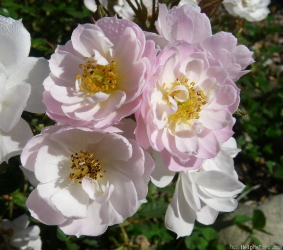 'Fair Molly' rose photo