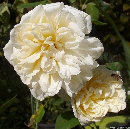 'Gloire Lyonnaise' rose photo