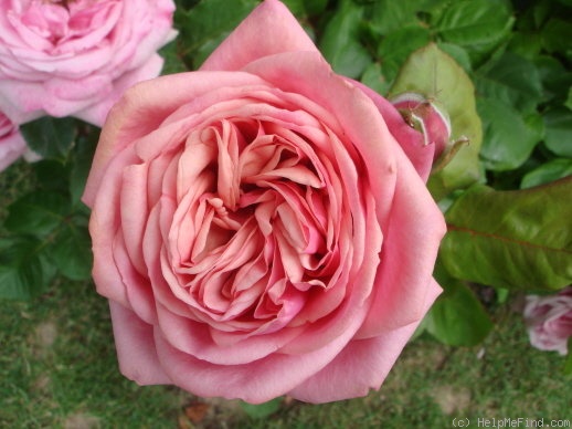 'Stefanie's Rose' rose photo