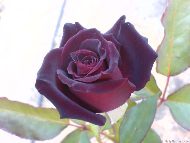 'MEIdebenne' rose photo