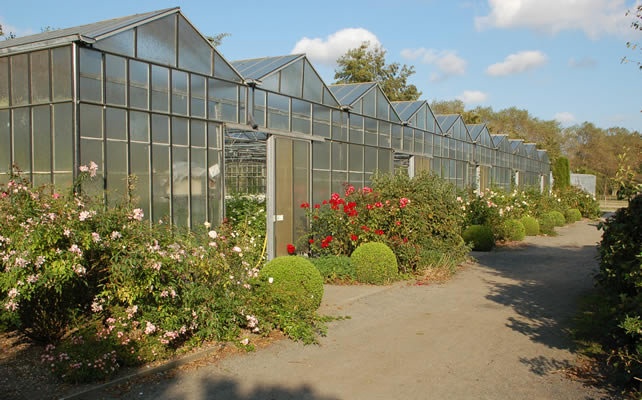 'Lens Roses/Louis Lens N.V./Pépinières Louis Lens SA'  photo