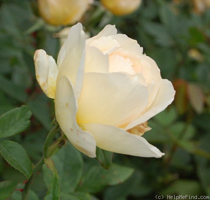 'Benelux Star' rose photo