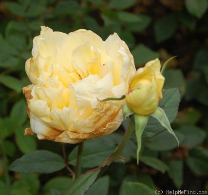'Benelux Star' rose photo