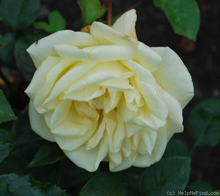 'Aspirant Marcel Rouyer' rose photo