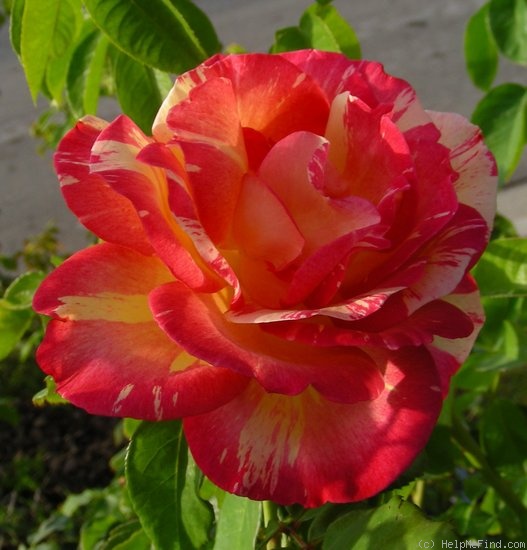 'Cabana ™ (hybrid tea, Zary, 2000)' rose photo