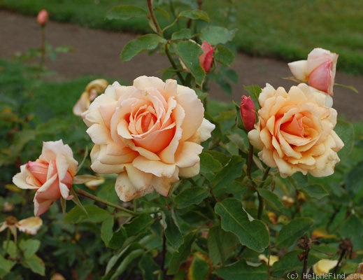 'Triolet' rose photo