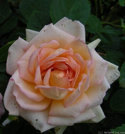 'Empress Michiko' rose photo