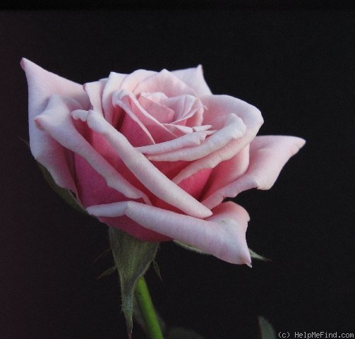 'Alysheba' rose photo
