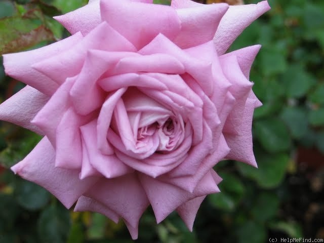 'Dolores Marie' rose photo