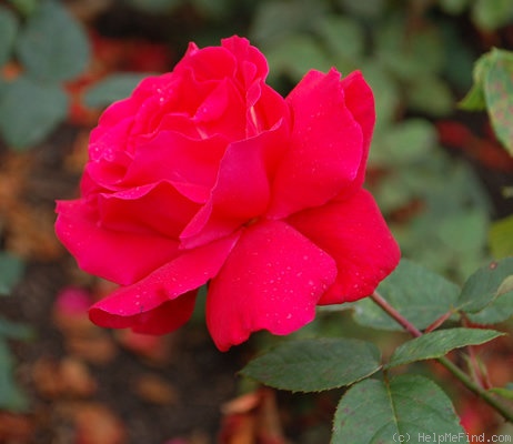 'Ernest H. Morse' rose photo