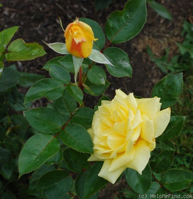 'King's Ransom' rose, click to enlarge 'King's Ransom' rose photo