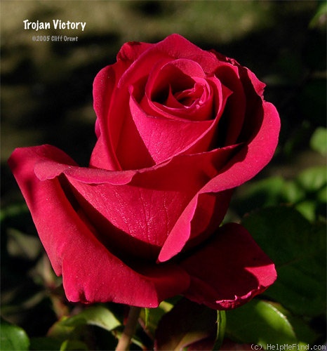 'Trojan Victory' rose photo