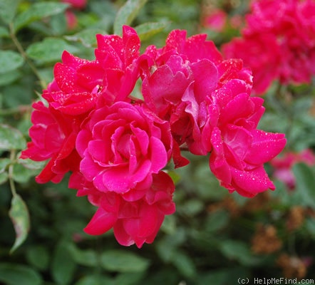 'Cera' rose photo