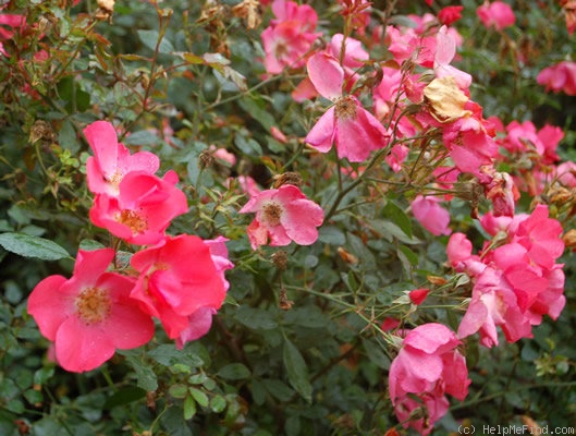 'Amstelveen' rose photo