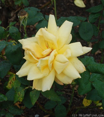 'Diorama' rose, click to enlarge 'Diorama' rose photo