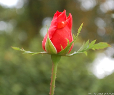 'Joro' rose photo