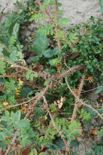 'Dr. E. M. Mills' rose photo