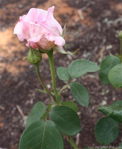 'Adam Rackles' rose photo