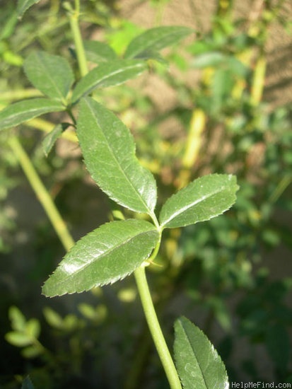 'Basye's Amphidiploid Seedling 86-3' rose photo