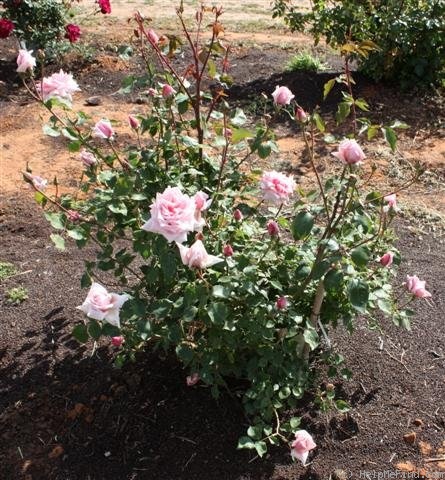 'Madame Abel Chatenay' rose photo