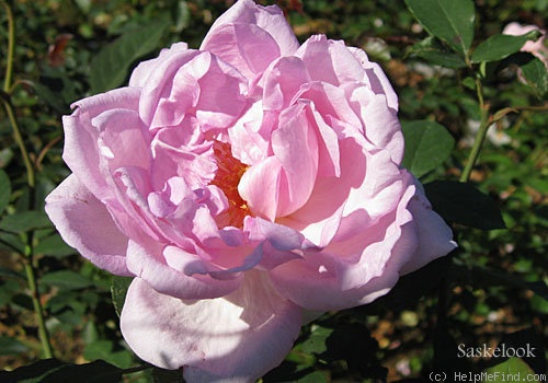 'Yumeka' rose photo