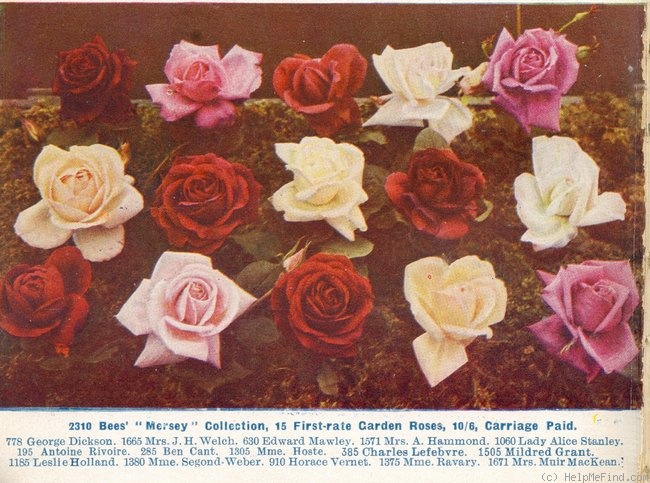 'Ben Cant' rose photo