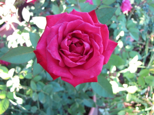 'Chattooga ™' rose photo
