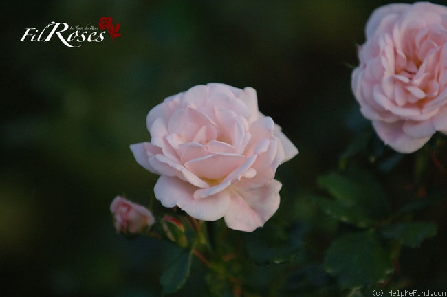 'Banquet® (shrub, Hofmann/Noack 2000)' rose photo