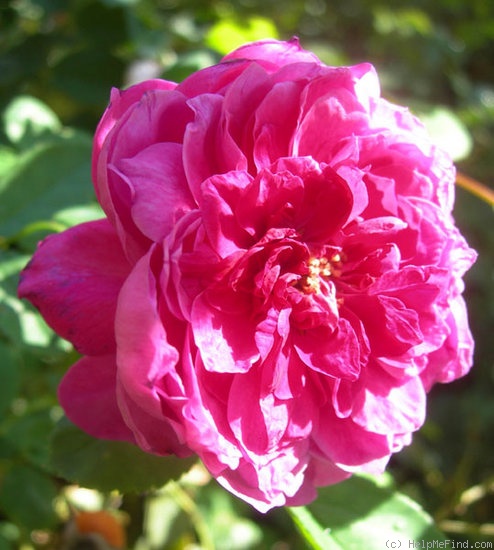 'CHXSL' rose photo