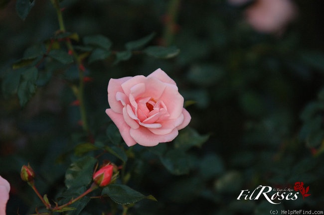 'Simply ®' rose photo