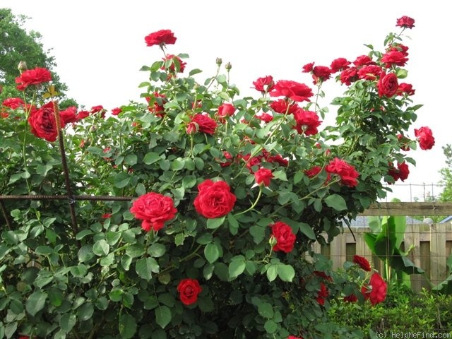 'Don Juan (large flowered climber, Malandrone 1958)' rose photo