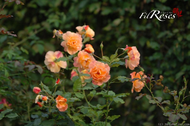 'Westerland (Shrub, Kordes, 1969)' rose, click to enlarge 'Westerland (Shrub, Kordes, 1969)' rose photo