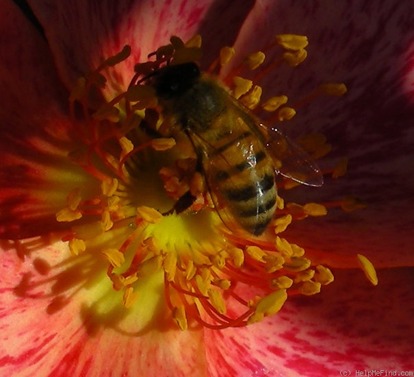 'The Imposter (Shrub, Meilland, 2006)' rose photo
