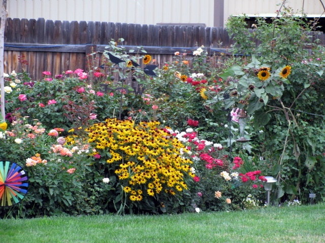 'Amy's Idaho Rose Garden'  photo