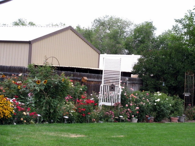 'Amy's Idaho Rose Garden'  photo
