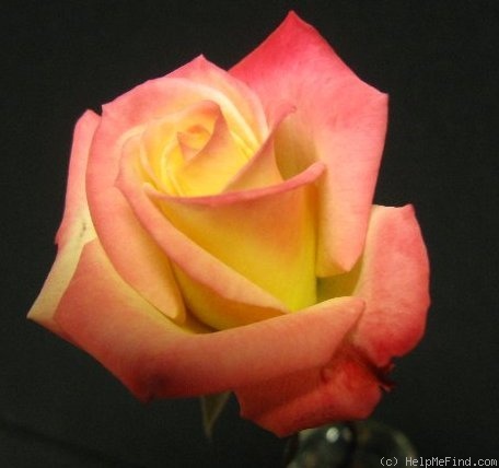 'Eternal Flame (miniature, Tucker, 2008)' rose photo