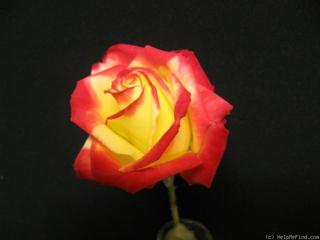 'Abby's Angel' rose photo