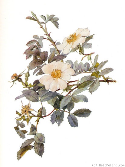 'R. fedtschenkoana' rose photo
