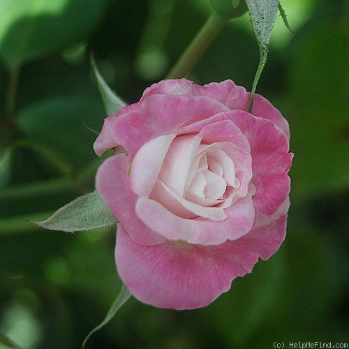 'Homère' rose photo